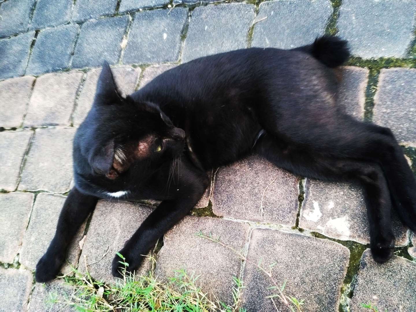 Thaïlande, chats maltraités ou hérédité mal placée ?