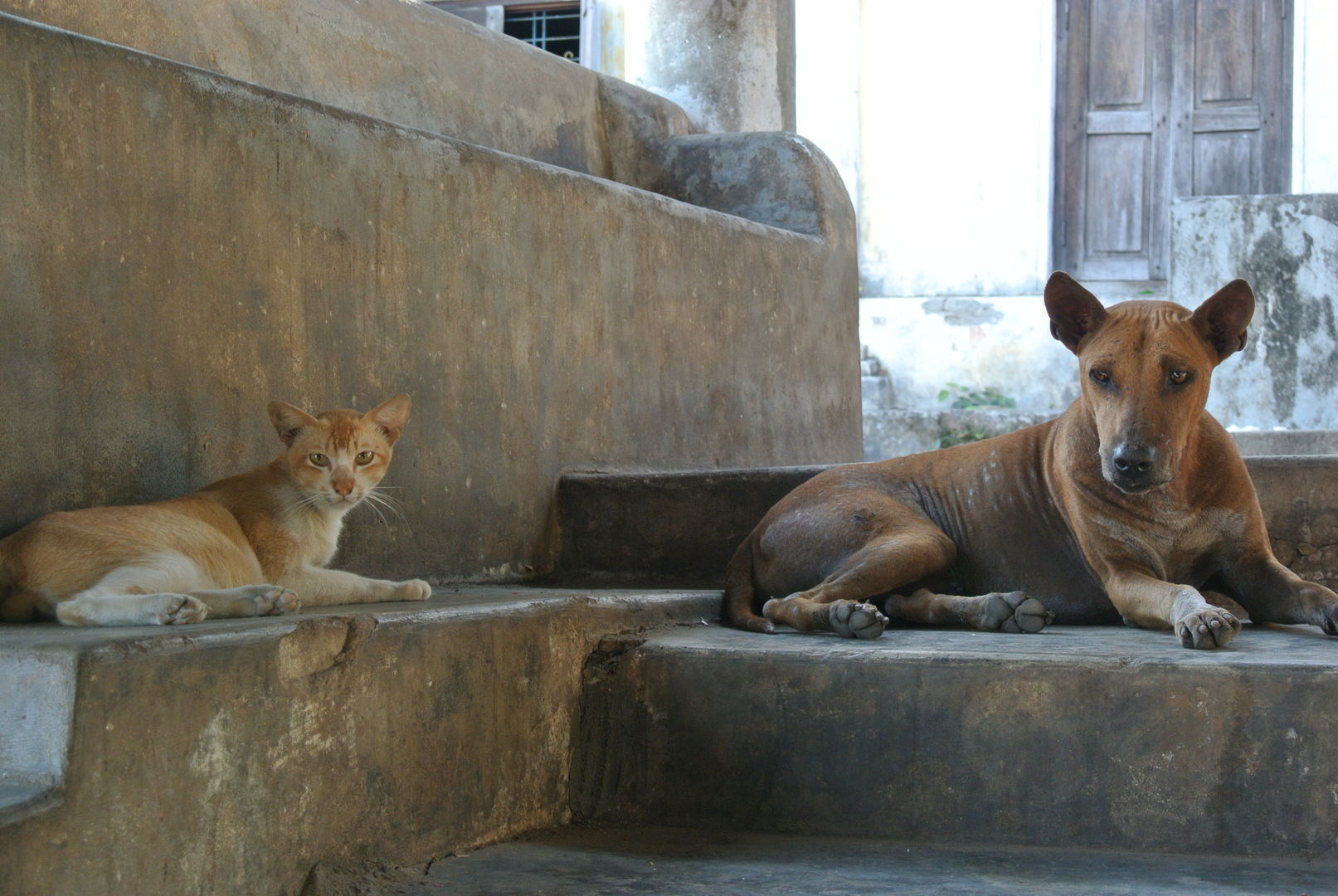 Le Myanmar et les chiens