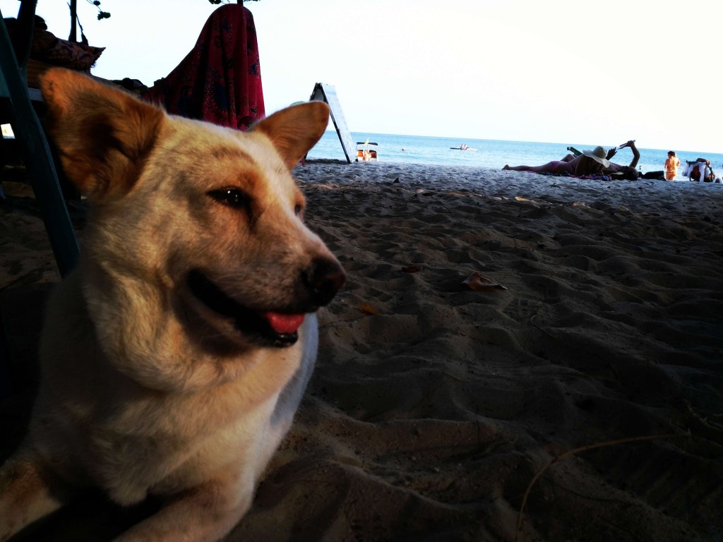 Thaïlande, le trafic de viande de chiens