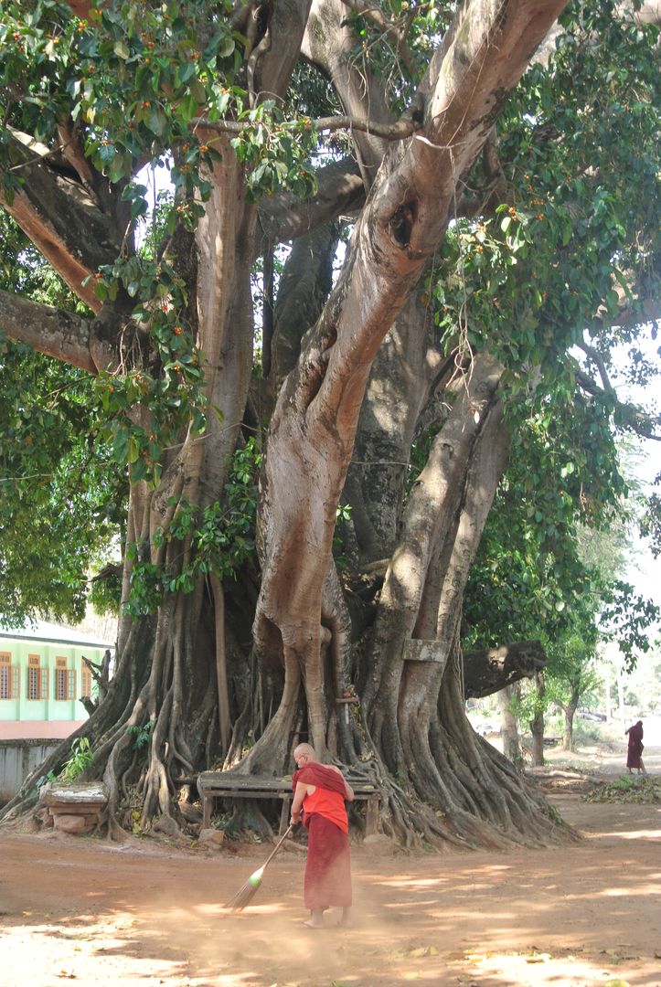 Le banian, l’arbre sacré, l’arbre qui marche !