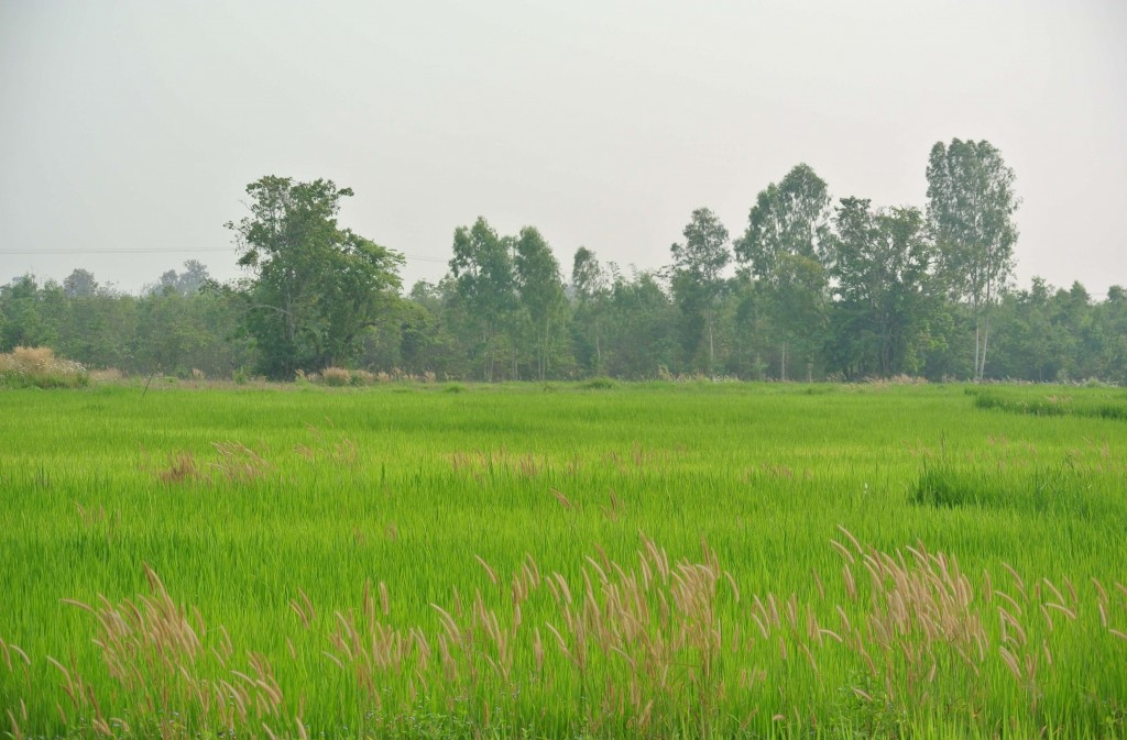 Riding along the rice fields near Phetchaburi