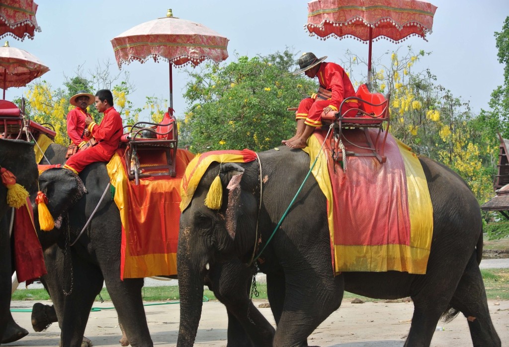 Balade à dos d’éléphant : boycott ou non ?