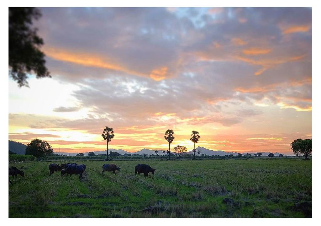Photo Wanlapa Farmstay Lopburi