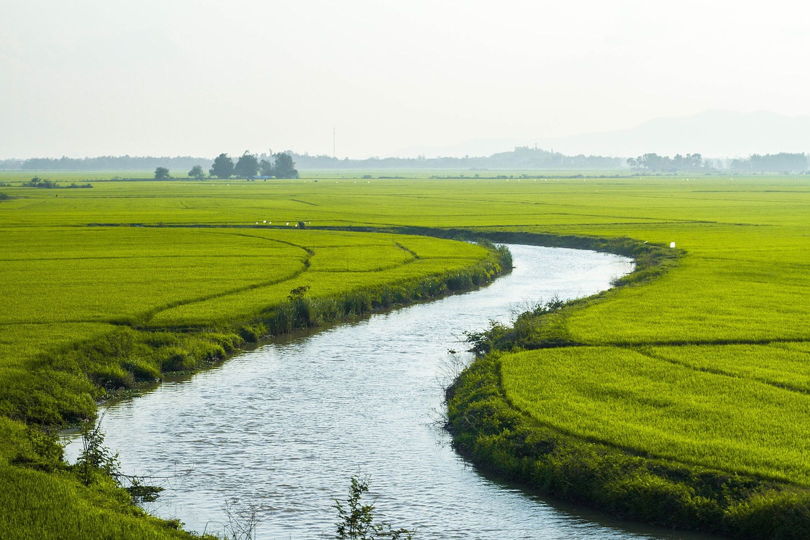 Le riz en Thaïlande, une culture et un savoir