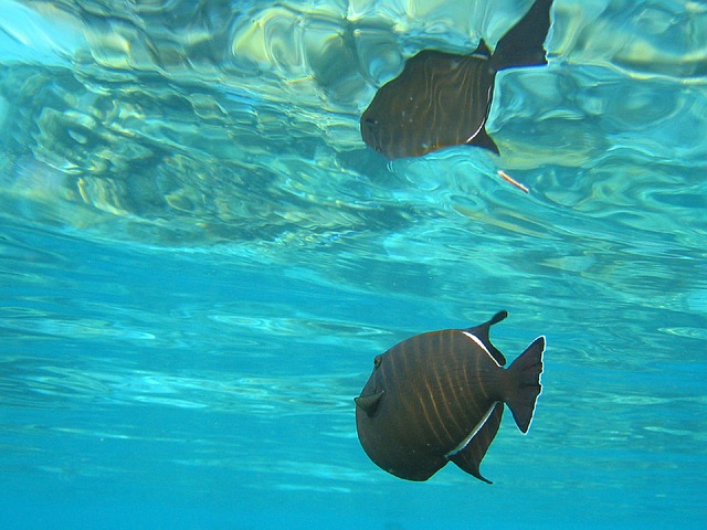 Plongée à Koh Lamra