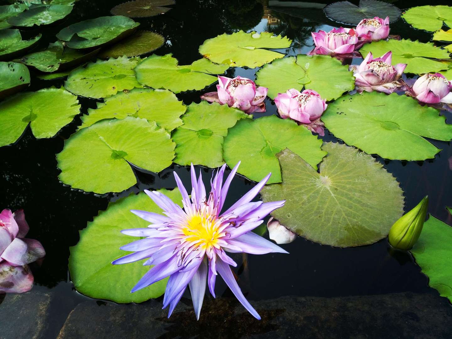 Ko Lamphu Park à Surat Thani