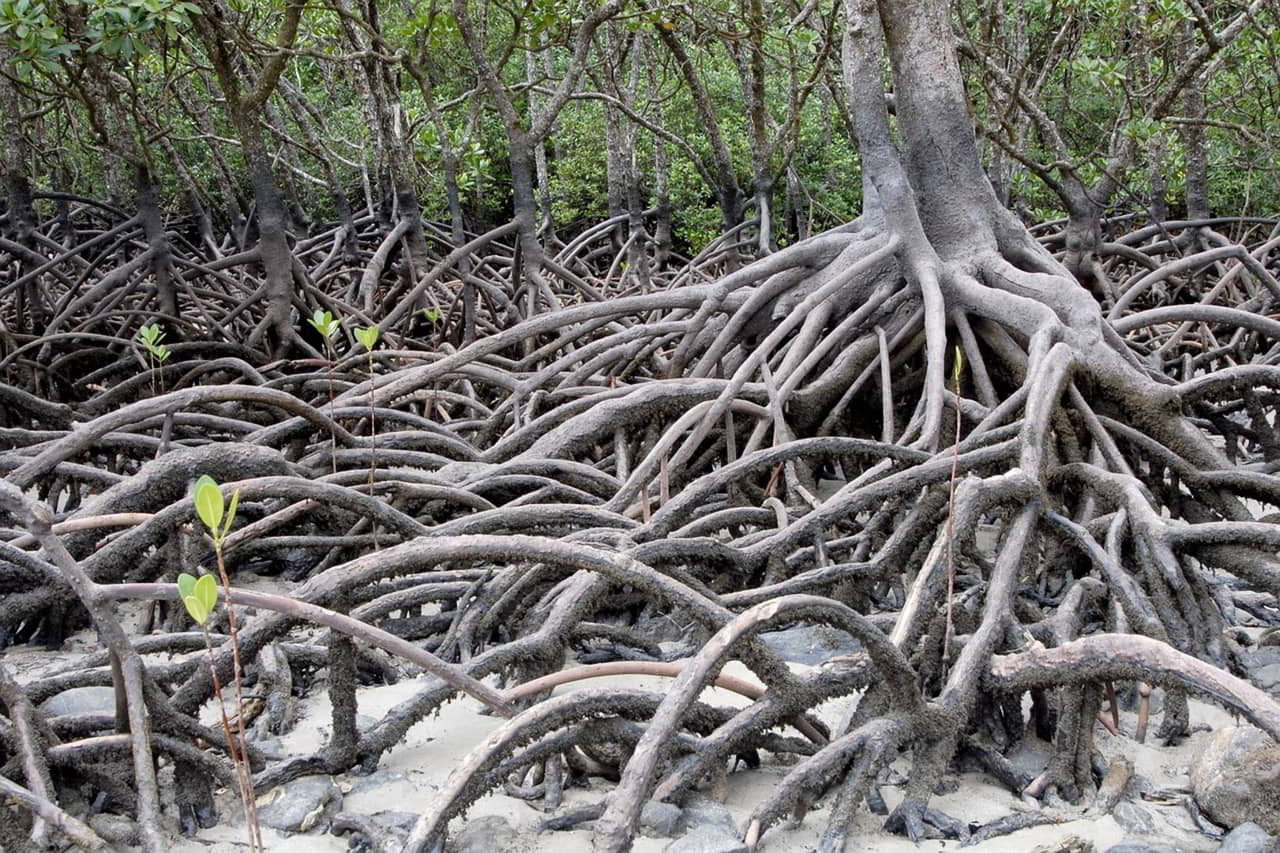 mangrove Trat
