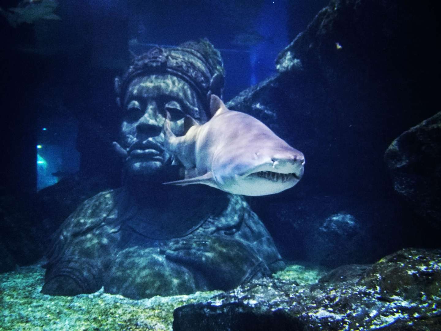 Balade à l'aquarium de Bangkok : Sea Life Ocean World