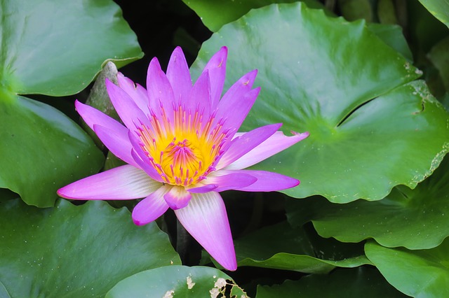 khon-kaen