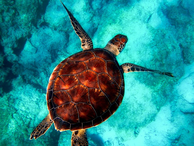 Koh Tao: 8 Best Beaches and Snorkeling Spots to Explore