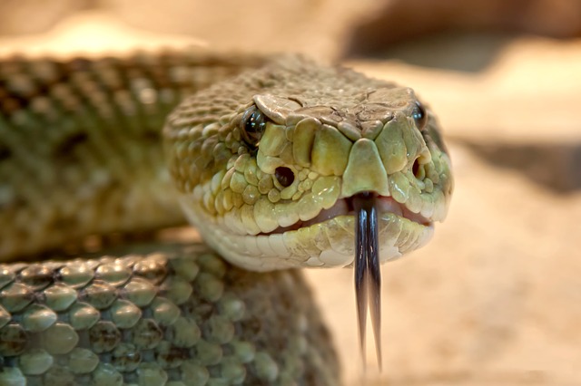Les animaux dangereux, à risque et chiants en Asie du Sud-Est