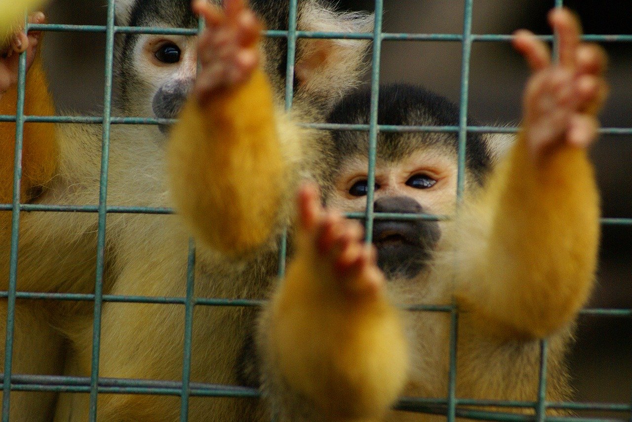 La Thaïlande épinglée pour maltraitance animale
