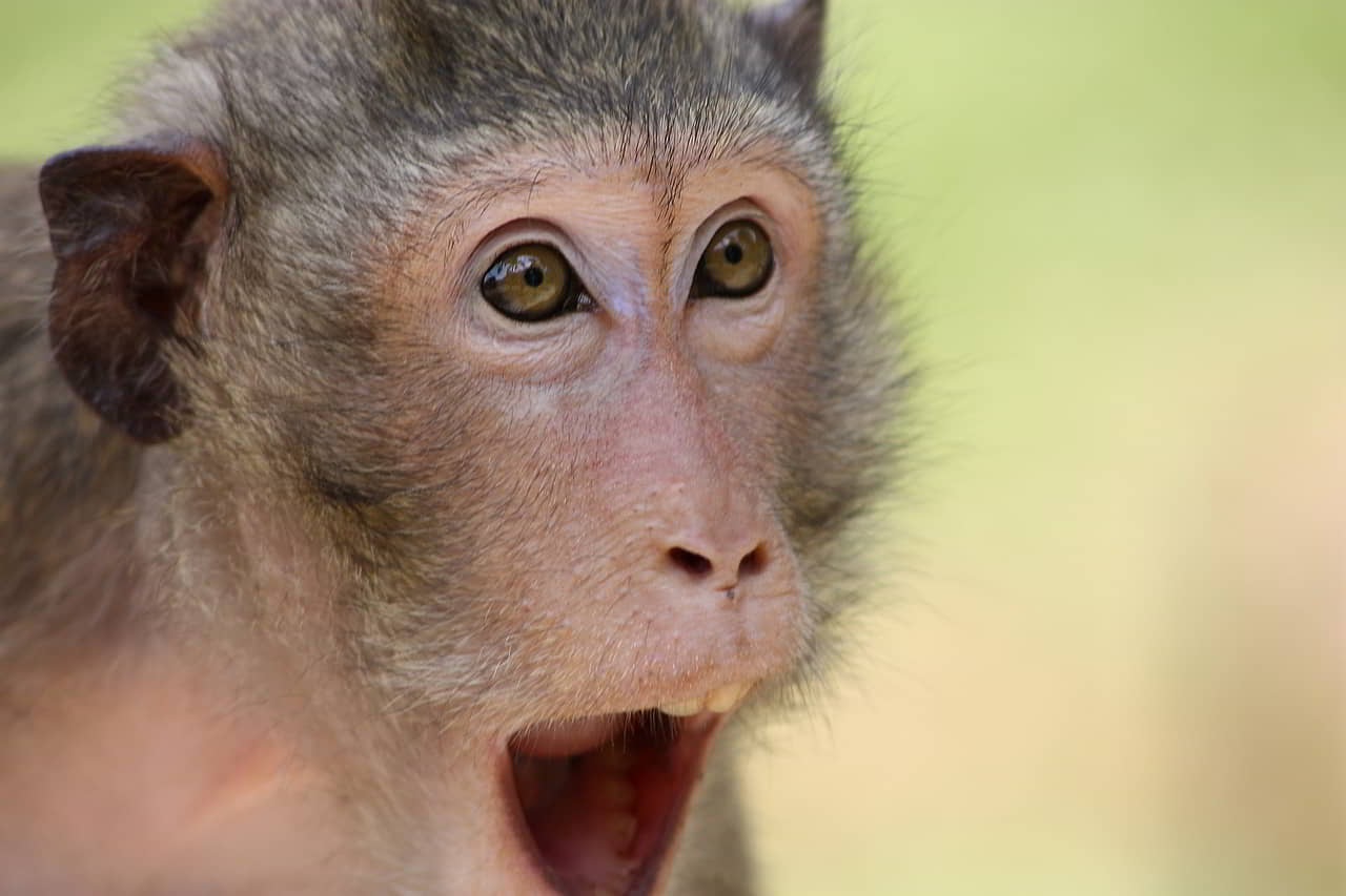 Le festival des singes à Lopburi ou le Monkey Buffet Festival