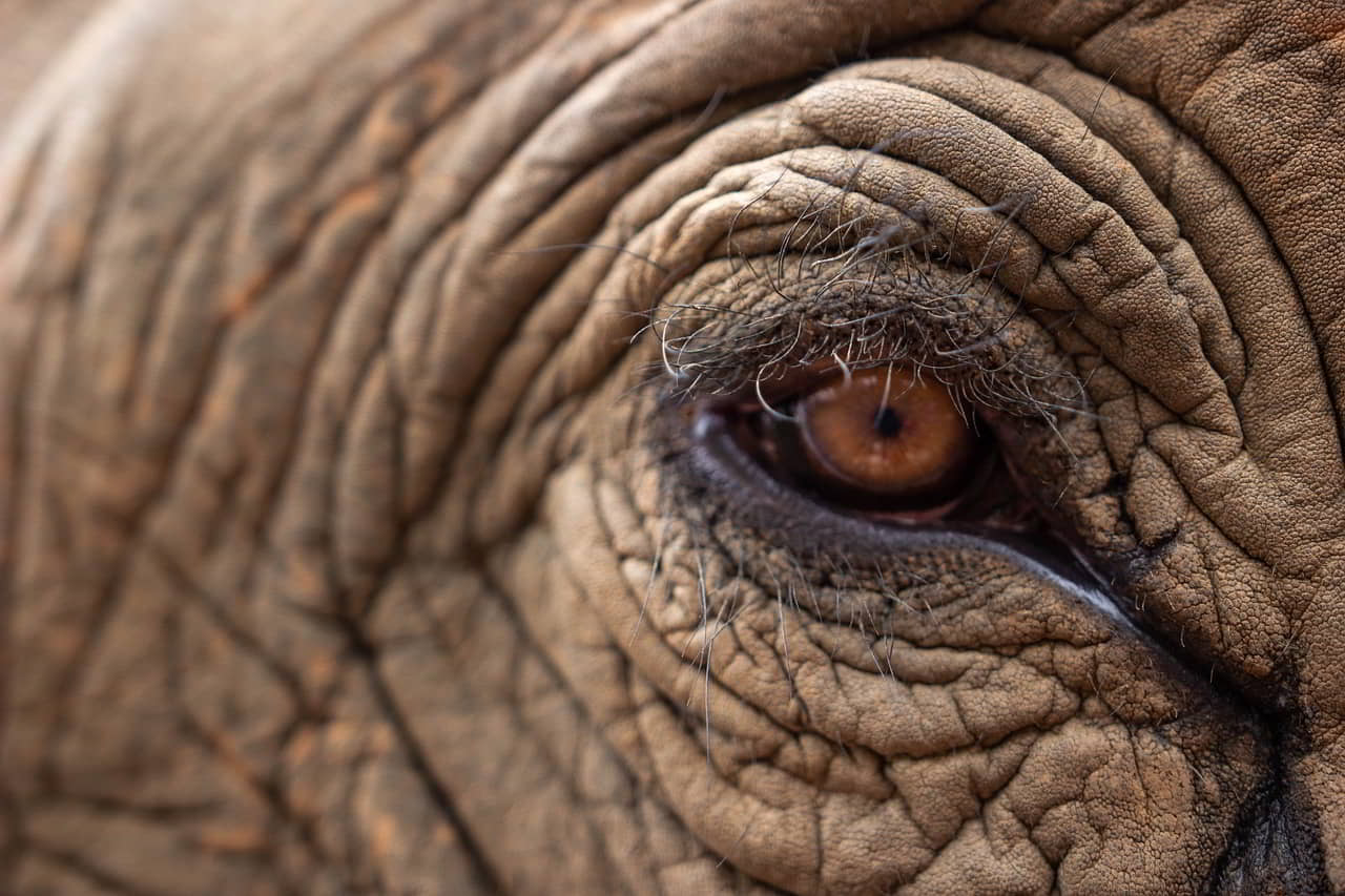 Le festival des éléphants de Surin 2024