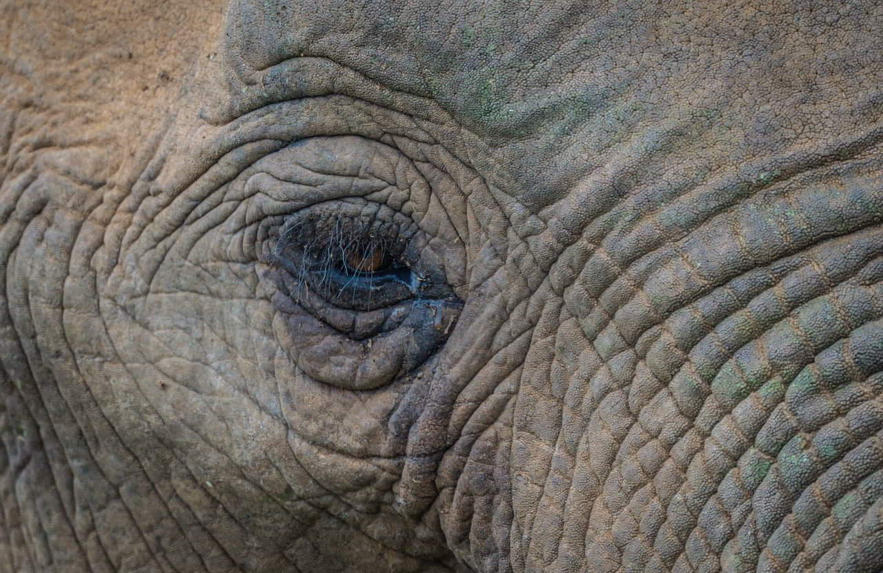 Retour des éléphants en Thaïlande après l'effondrement du tourisme