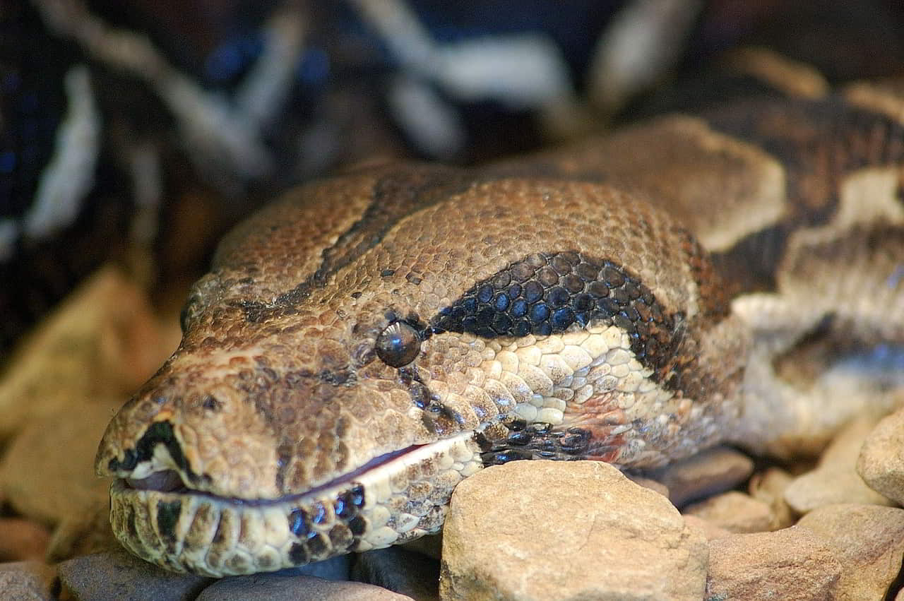 Rencontre inattendue : Un Python de plus de 4 mètres s'invite dans notre garage en Thaïlande !