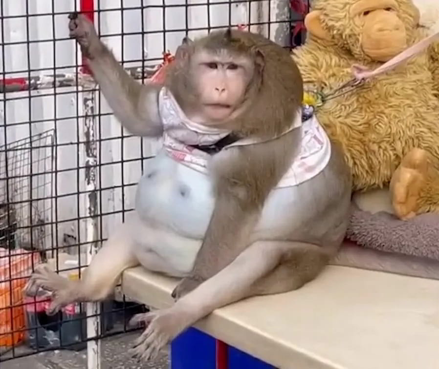 La Tragédie de Godzilla, le singe obèse de Thaïlande, et les enjeux de l'obésité animale