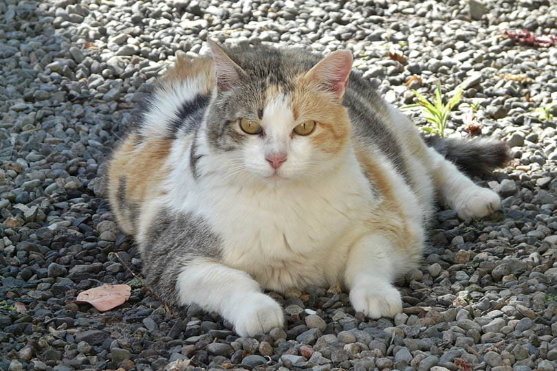 L'obésité chez les animaux