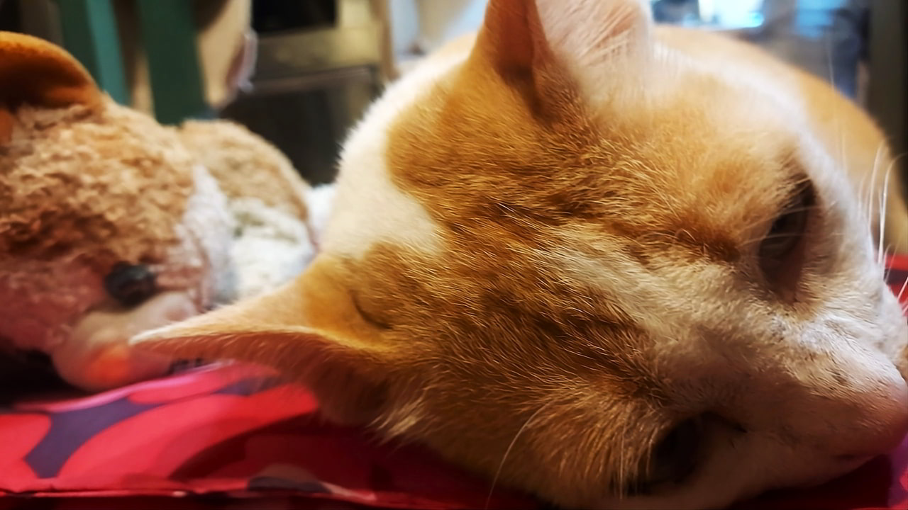 Thailand: Are Cats with Cut Tails Mistreated or Is It a Misplaced Heritage?
