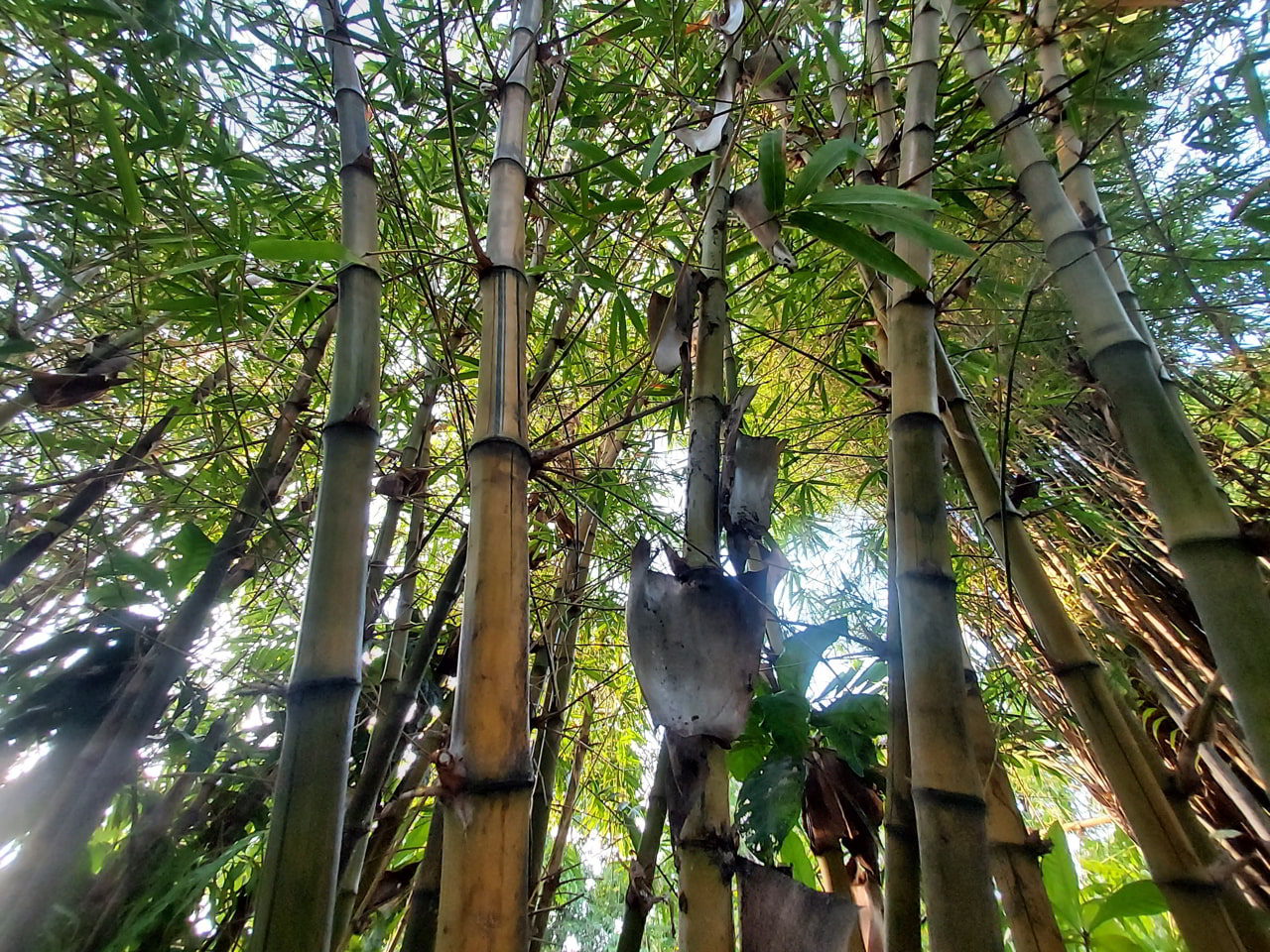 Parc National de Kaeng Krachan