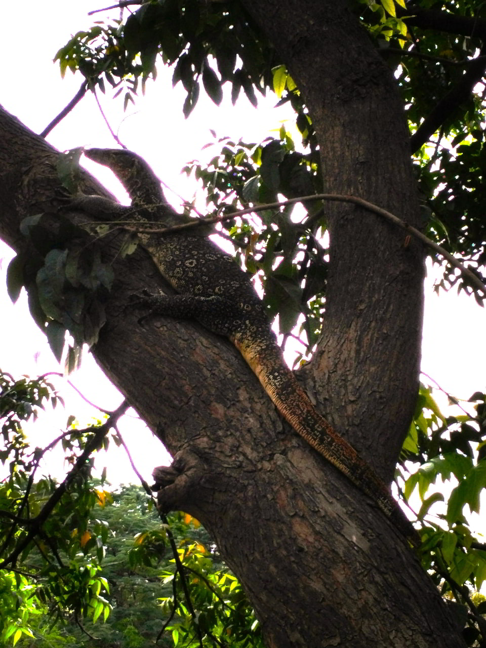 Parc national de Kaeng Krachan
