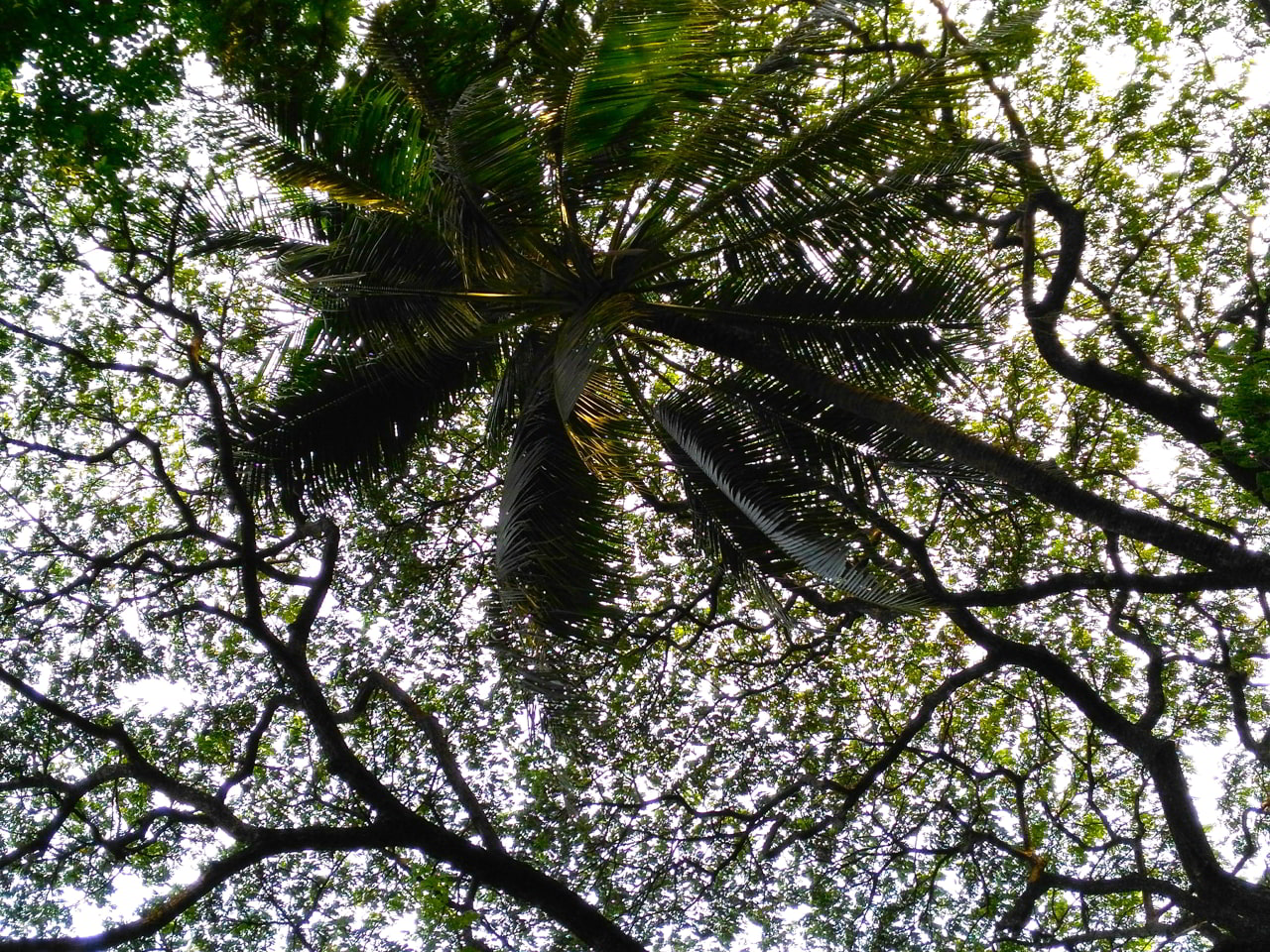 Kaeng Krachan National Park Guide: Explore Thailand’s Largest Natural Reserve