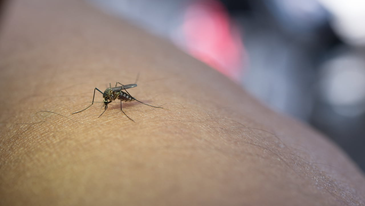Thailand: Mosquito Protection Tips and Tricks