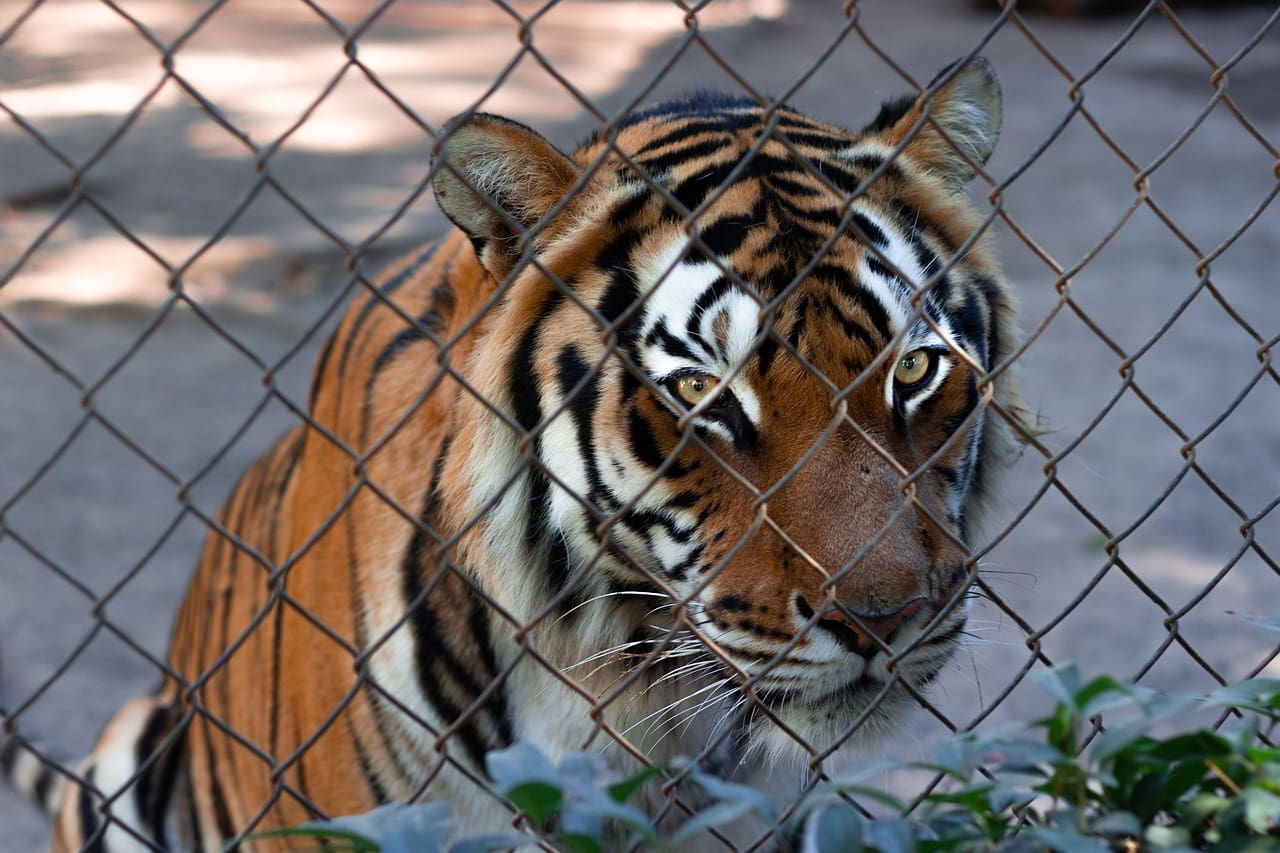 Thailand's Tiger Tourism: Why Change Is Urgent for Wildlife Ethics