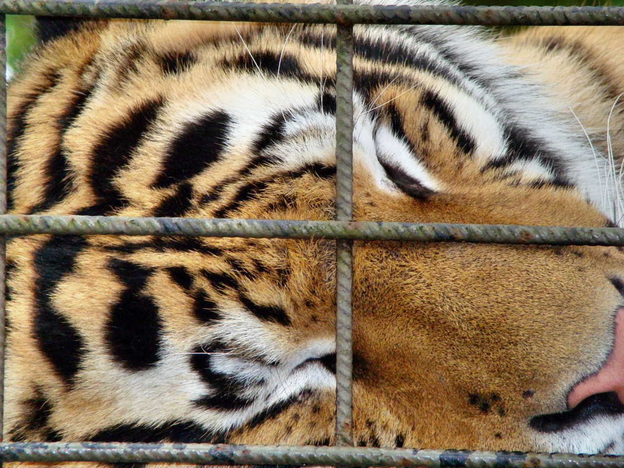 Tigres en captivité : pourquoi le tourisme doit évoluer en Thaïlande