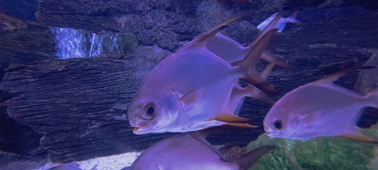 Aquarium de Bang Saen et la découverte de poissons exotiques