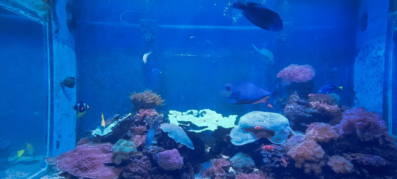 Aquarium de Bang Saen et la découverte de poissons exotiques