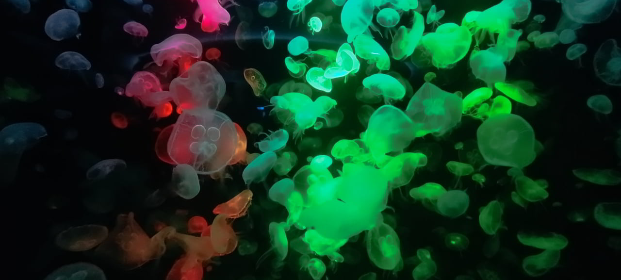 Aquarium de Bang Saen et ses méduses