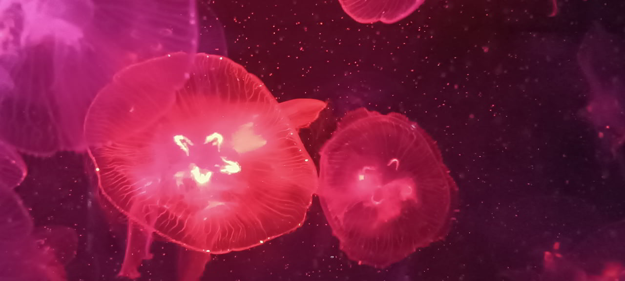 Visiter l'aquarium de l’université Burapha et ses aquariums de méduses