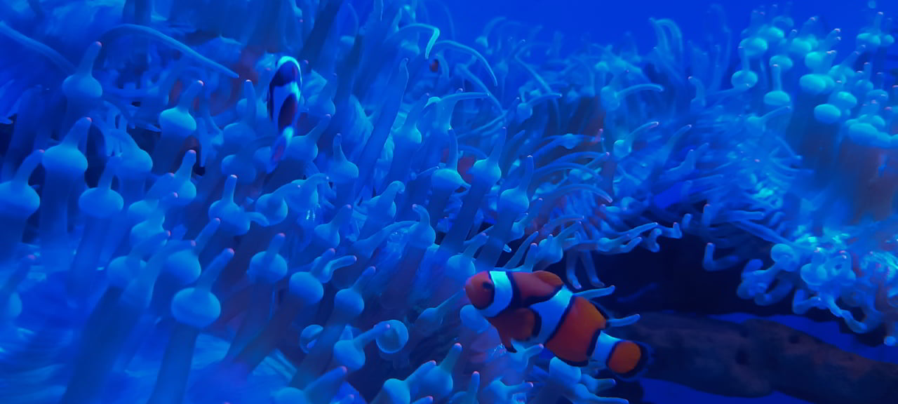 Aquarium de Bang Saen et la découverte de poissons exotiques