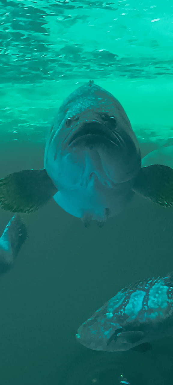 Aquarium de Bang Saen et ses poissons présents dans les mers thaïlandaise