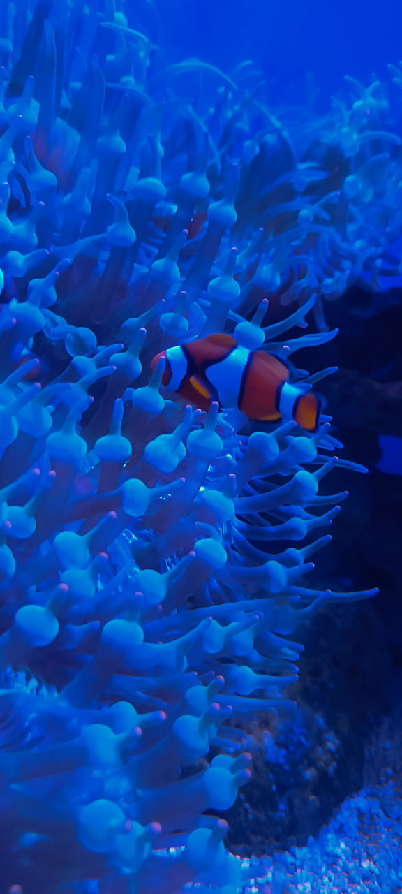 Aquarium de Bang Saen et ses poissons du Golfe de Siam