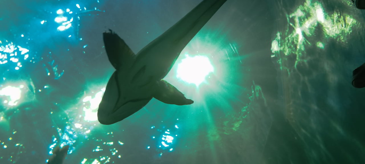 Aquarium de Bang Saen : poissons tropicaux, requins et tunnel sous-marin