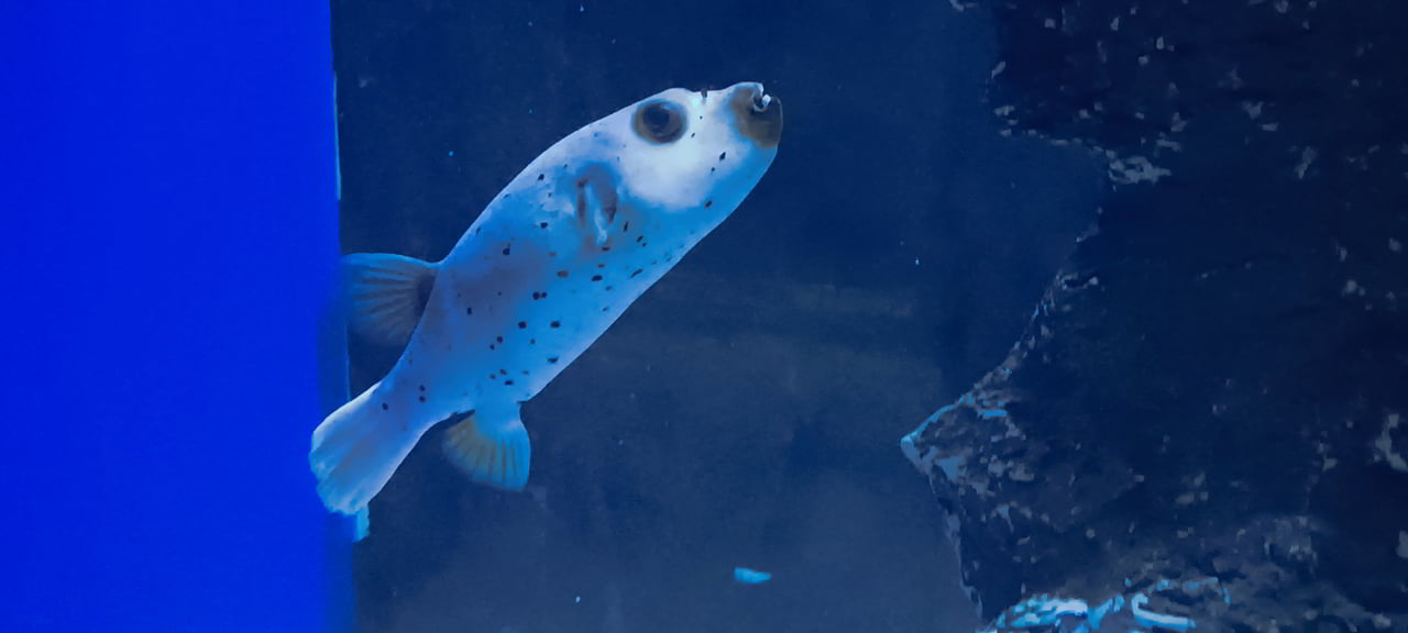 Aquarium de Bang Saen et son aquarium avec des poissons parfois surprenants